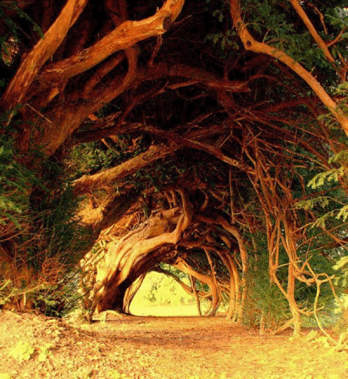 1000 Year Old Yew Tree West Wales