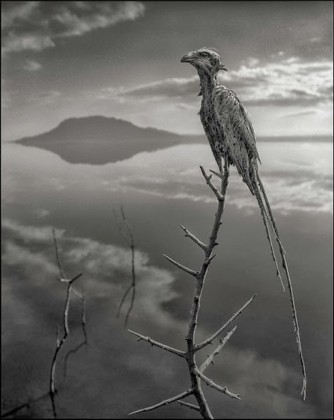 lake natron calcified animals color