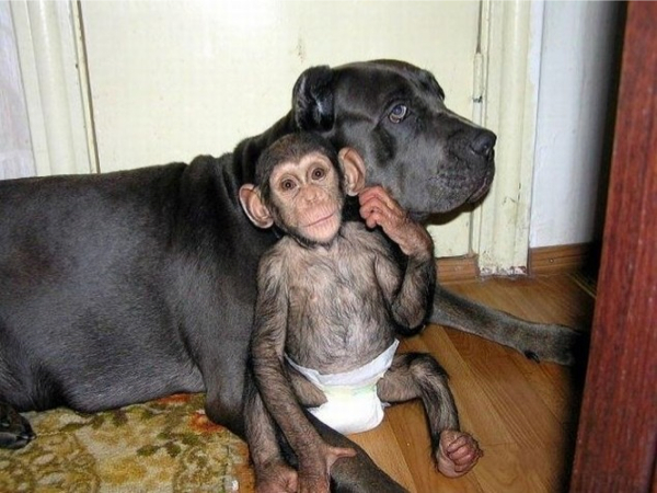 Dog and Chimp nappy