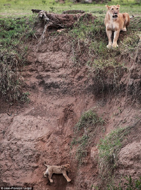 Lioness Looks Down on Her Cub on Cliff Side