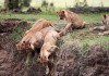 Lioness Rescues Cubs