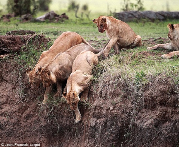 Lionesses From Pride Try to Reach Cub