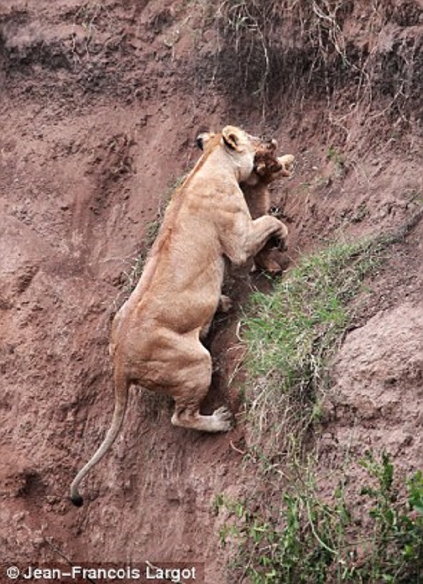 Mother Lioness Reaches Cub