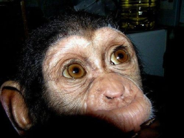 chimpanzee eyes