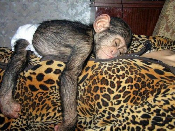 chimp sleeping