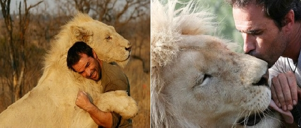 lion hug