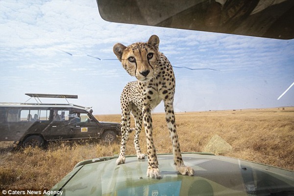Cheetah looks at humans through glass