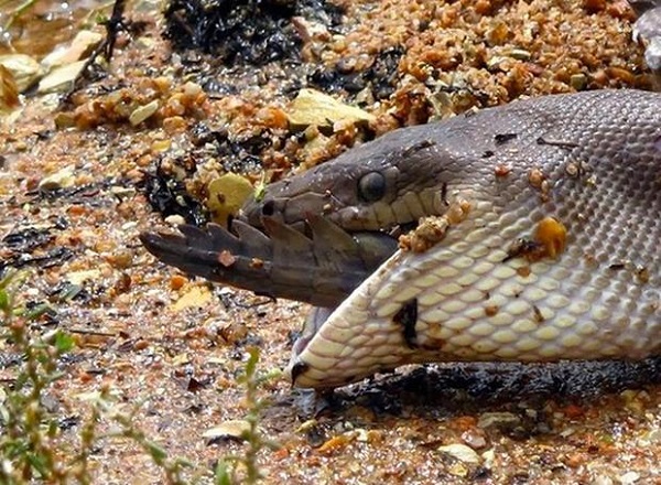 Python Eats Croc 11
