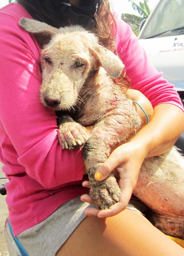 Abandoned dog Bali