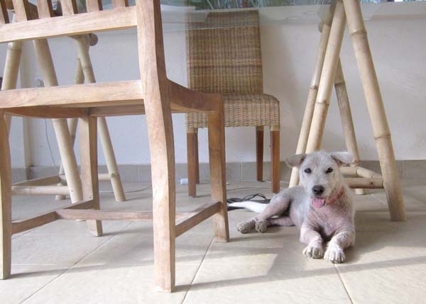 abandoned dog puppy Bali
