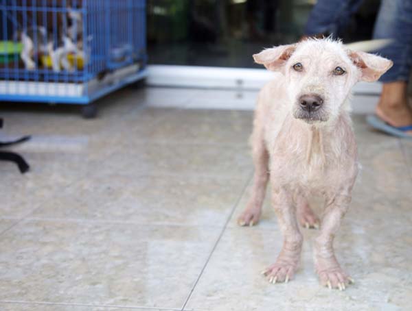 abandoned dog Bali