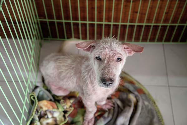 abandoned puppy Bali