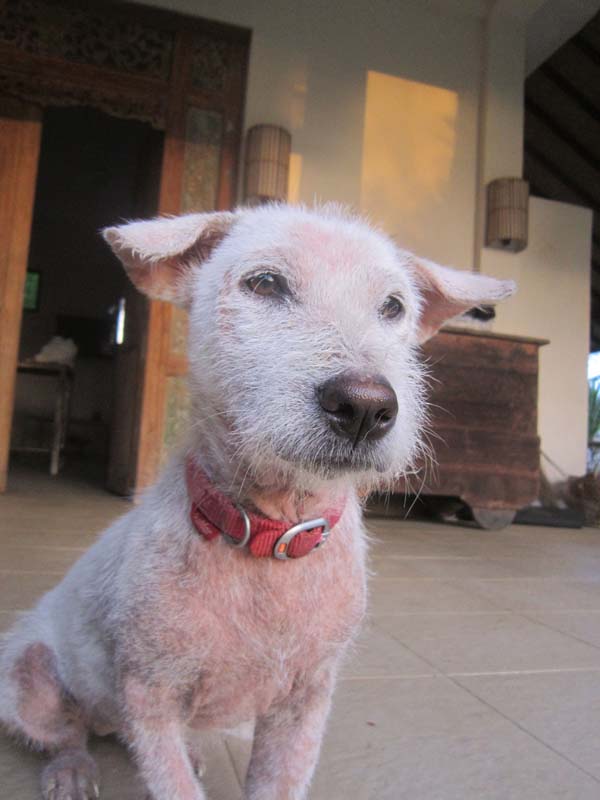 adopted dog Bali Ruby