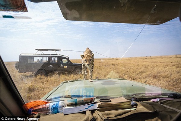 The Cheetah Finds way to car hood