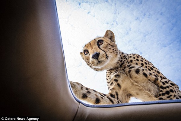 This Cheetah Found the sunroof