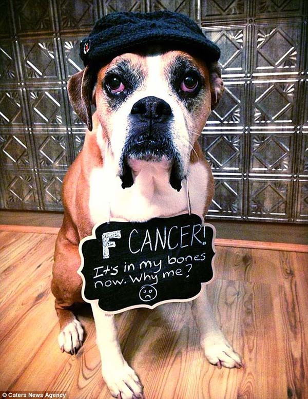 sad dog poorly cancer