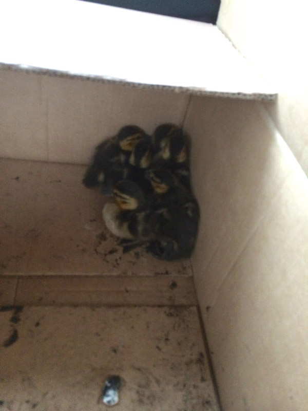 Bringing Ducklings Home