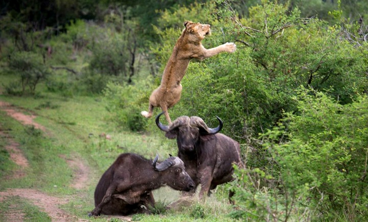 Buffalo Flips Lion