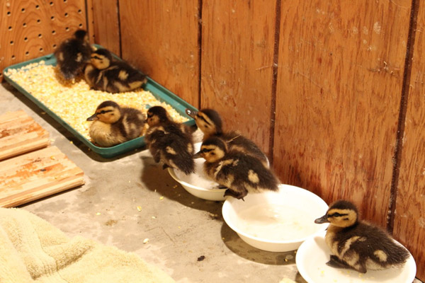 Giving Ducklings a New Home