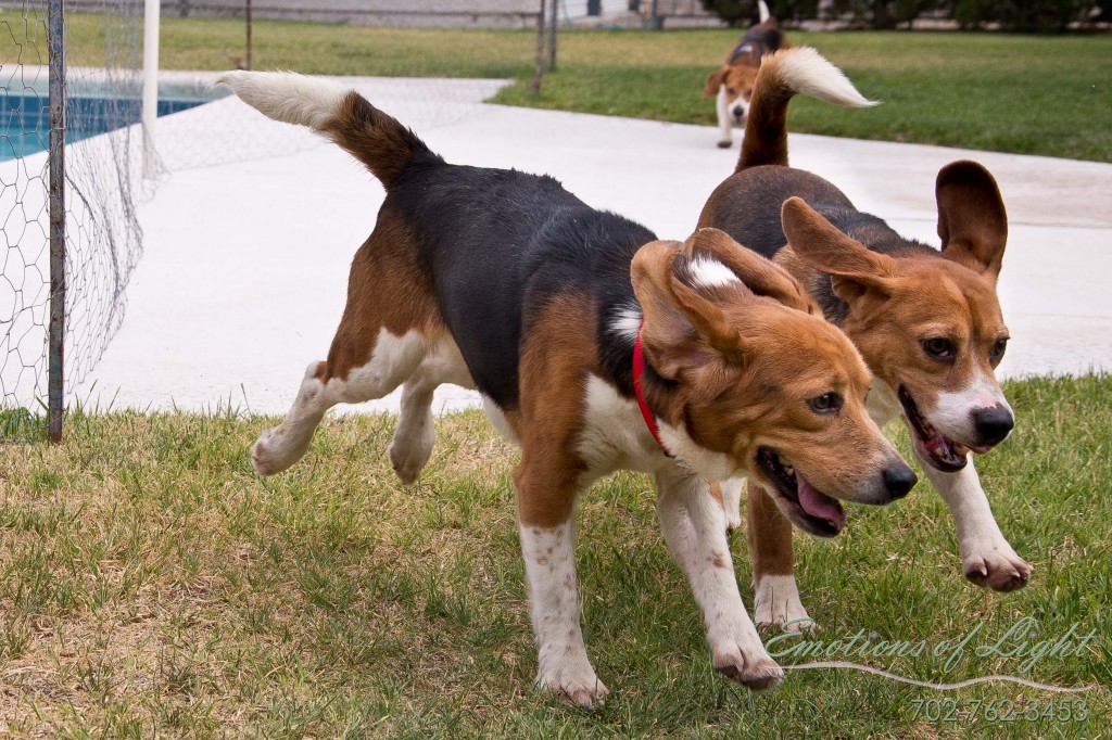 Rescue Beagle