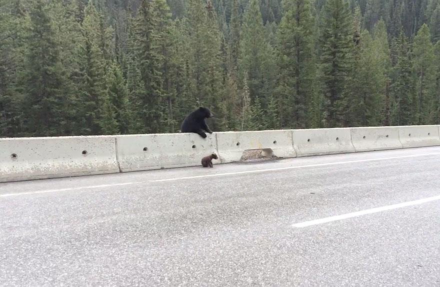 Rescued Bear Cub