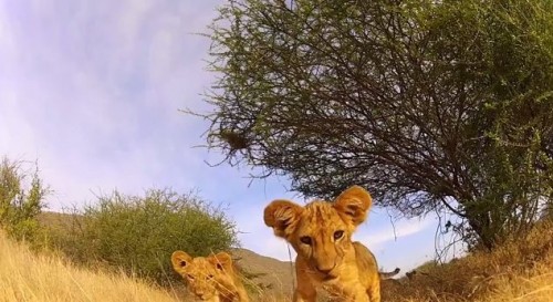 GoPro Lion Cub
