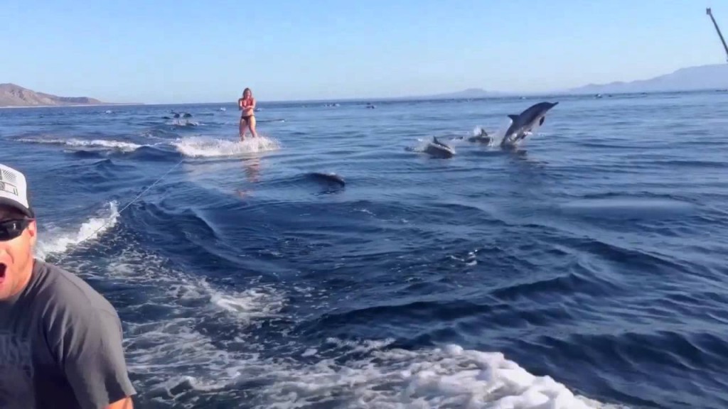 Wakeboarding with Dolphins