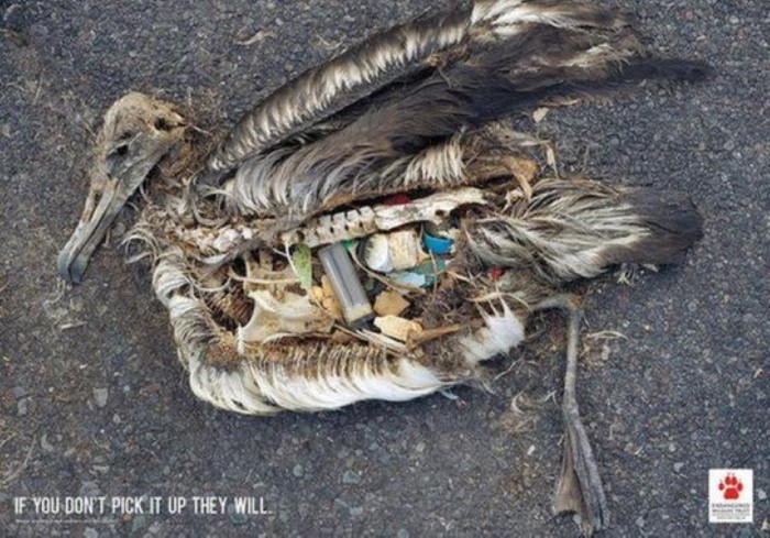 Bird Litter Ad