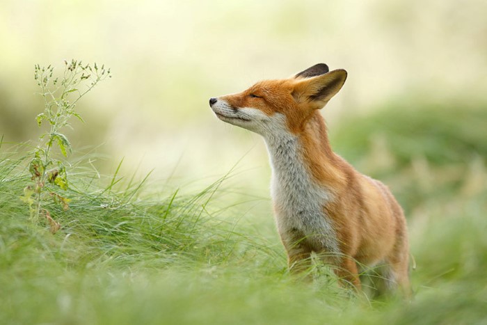Fox Photography (16)