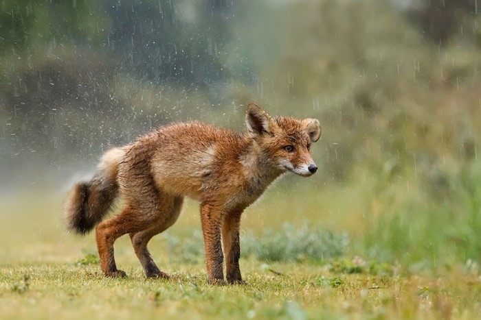 Fox Photography (2)