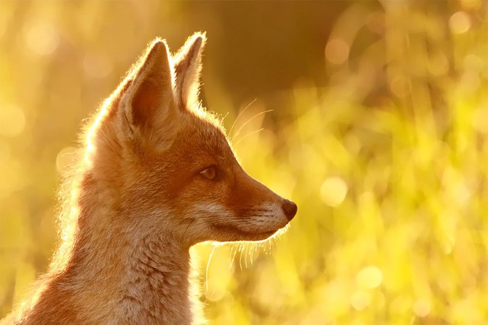Fox Photography (6)