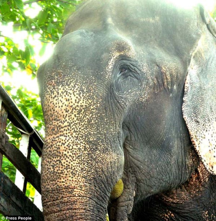 Abused Elephant (1)