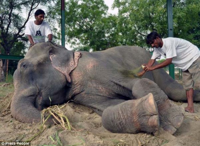 Abused Elephant (12)