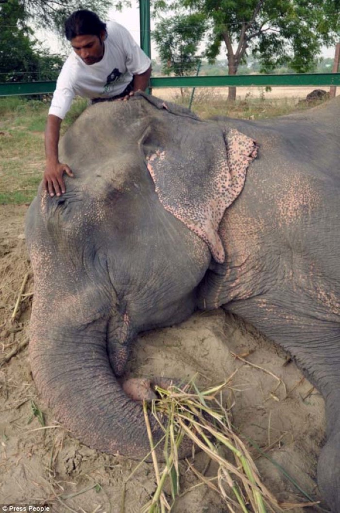 Abused Elephant (13)