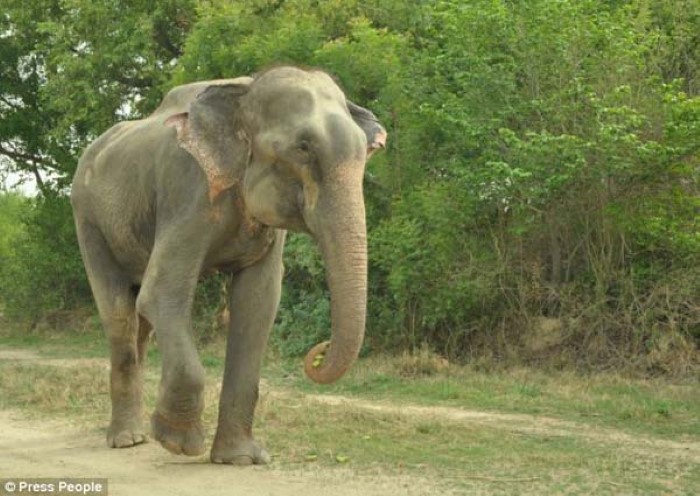 Abused Elephant (2)
