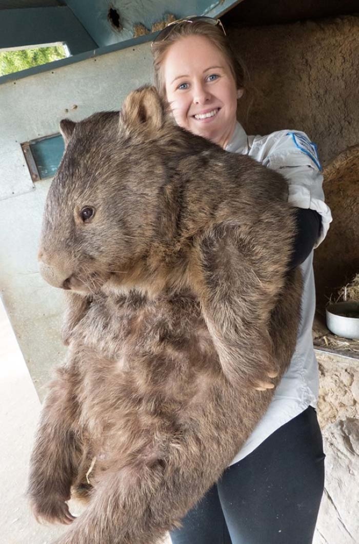 Old Wombat 