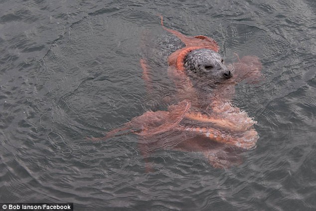Octopus Seal