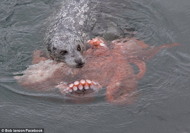 Octopus Seal