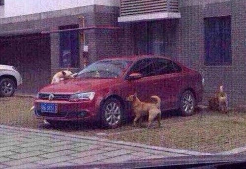 Dog Car 