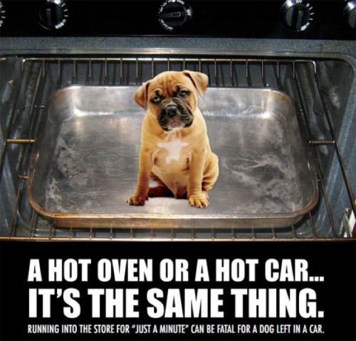 Dogs Die In Hot Cars