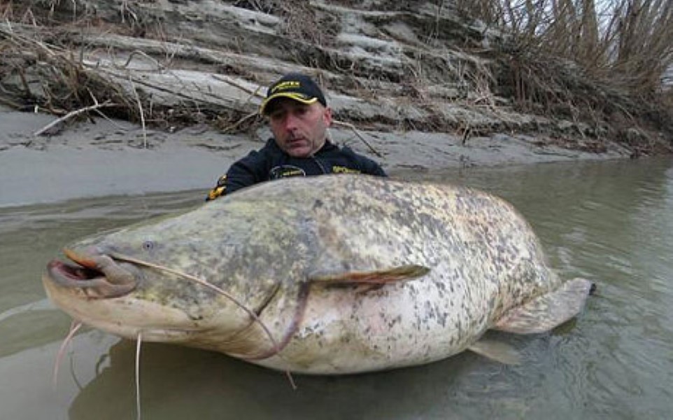 biggest fish caught on fishing planet