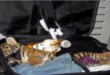 Tiger in Suitcase