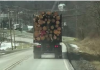 truck tree fail