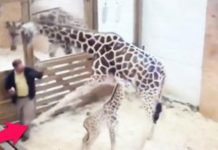 Giraffe Kicks Vet