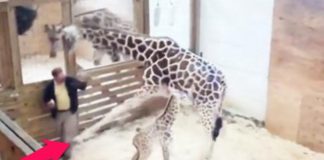 Giraffe Kicks Vet