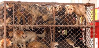 Taiwan Ban Cat And Dog Meat