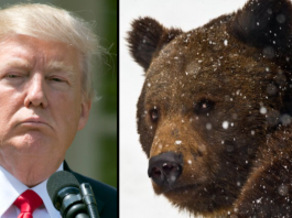 Trump Bears