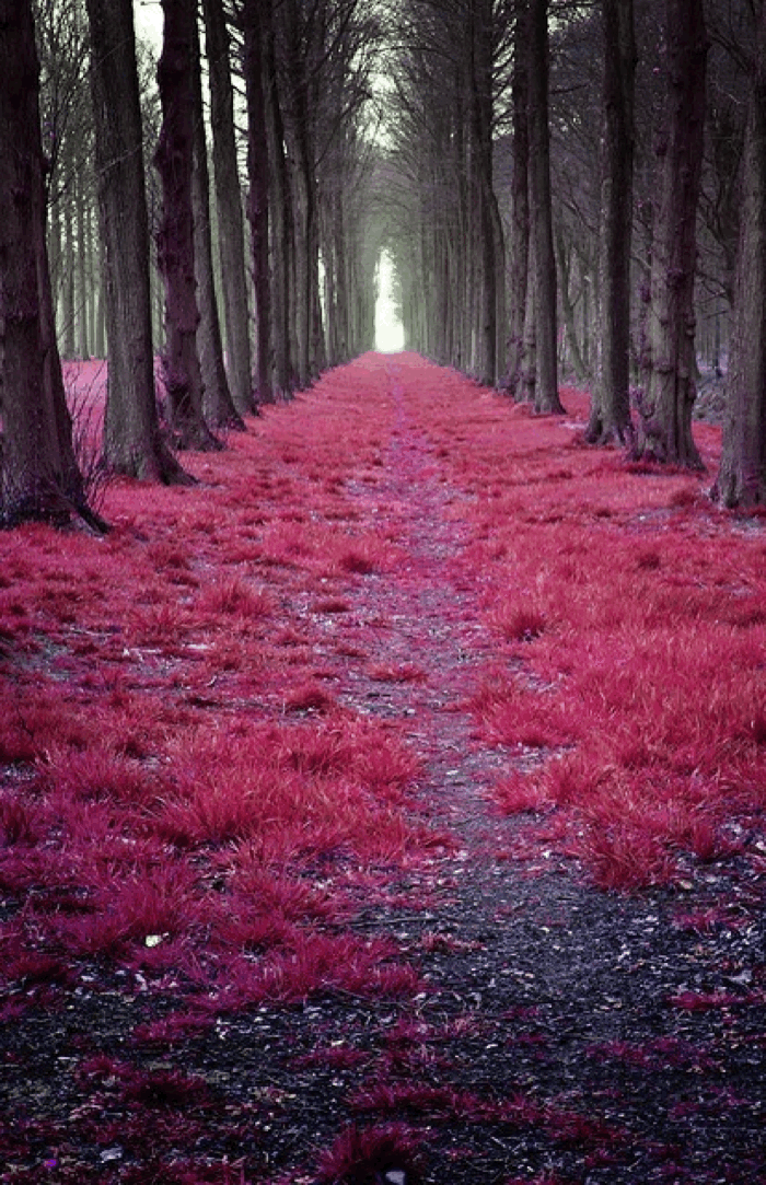 Mystic forest Netherlands