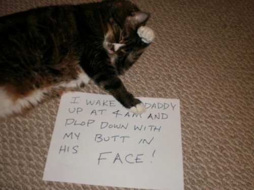 cat shaming