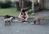 Son Feeds Stray Dogs